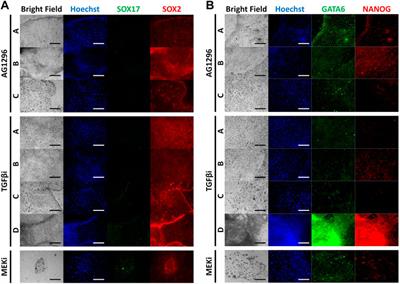 Characterization of multitype colonies originating from porcine blastocysts produced in vitro